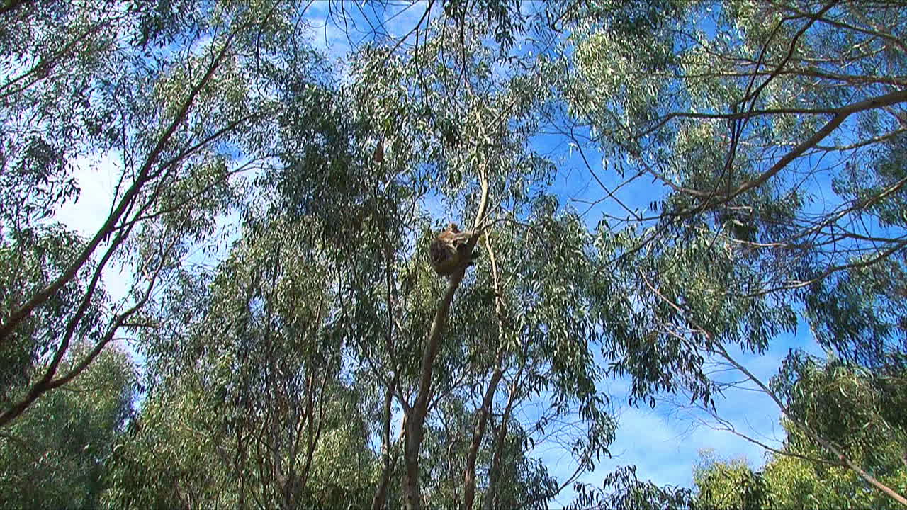 zoom en un oso koala en un árbol de eucalipto en australia