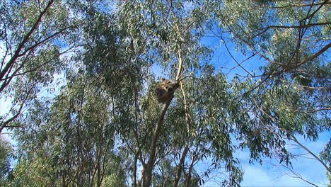 zoom into a koala bear in a eucalyptus tree in australia