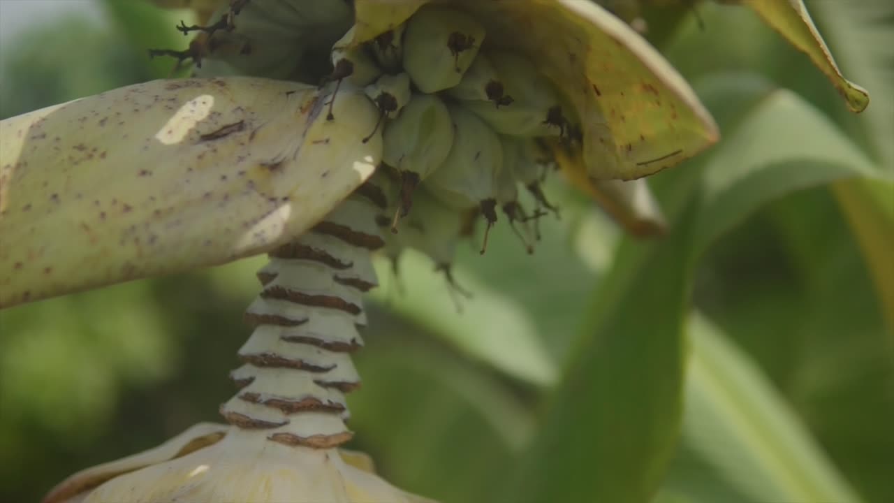 disparo de inclinación lenta que revela la fruta srikaya que crece en una planta en el bosque tropical indio