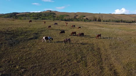 Manada-De-Caballos-Pastando-En-Las-Colinas