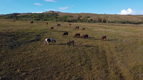 manada de caballos pastando en las colinas