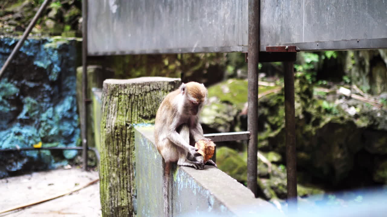 macaco de cola larga comiendo en las cuevas de batu en selangor, malasia