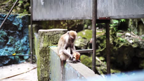 Macaco-De-Cola-Larga-Comiendo-En-Las-Cuevas-De-Batu-En-Selangor,-Malasia