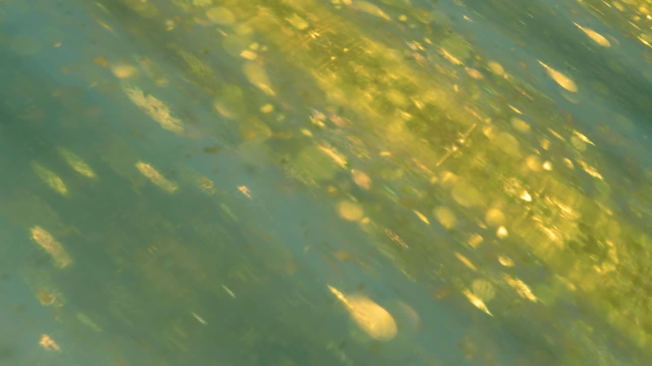 Abstract golden lights floating on green background