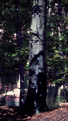 a close up of a tree trunk in a forest