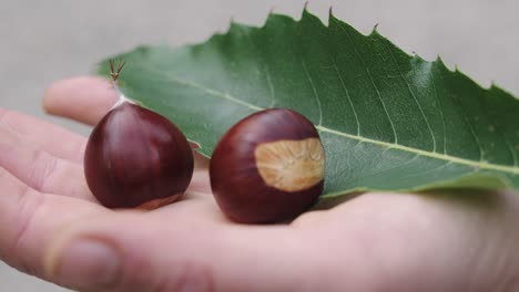 Kastanien-Mit-Grünem-Blatt-In-Der-Handfläche-Einer-Menschlichen-Hand