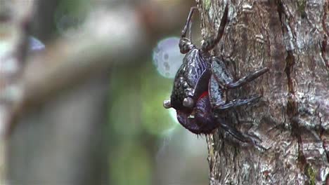 a crab climbs down a tree