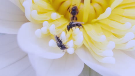 small black bee pollenating delicate white yellow water lily