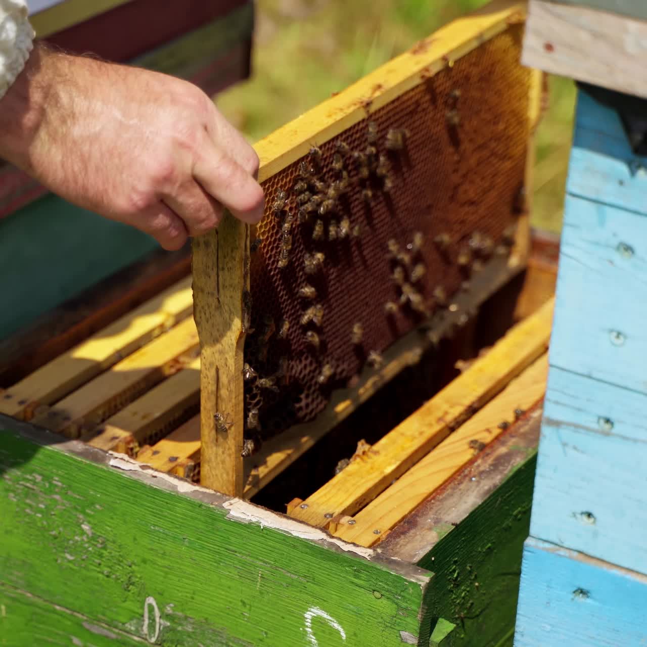Opening beehive at the apiary