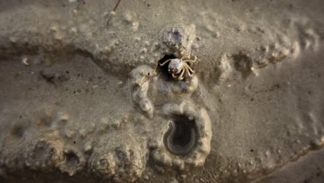 Pequeño-Cangrejo-Cavando-Un-Hoyo-En-La-Playa,-De-Arriba-Hacia-Abajo-De-Cerca