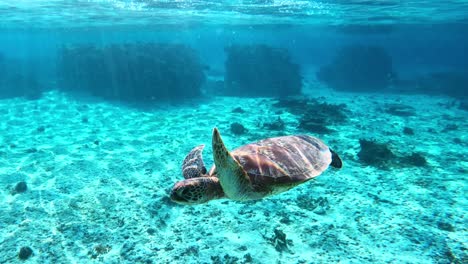 closeup of a green sea turtle swimming slowly under the tropical blue sea - underwater, front view