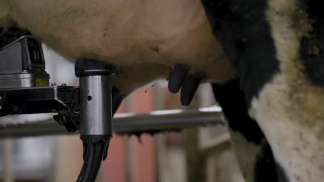 robotic milking on a dairy farm