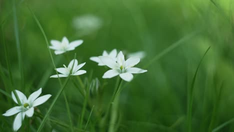 macro shot of a beautiful white spring flower in the middle of green grass.