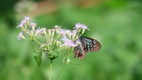 Tigre-Vidrioso-Azul-Oscuro,-Ideopsis-Vulgaris-Macrina,-Mariposa,-Parque-Nacional-Kaeng-Krachan,-Tailandia,-Imágenes-De-4k