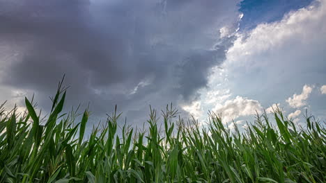 Viento-Y-Nubes-Oscuras-Que-Soplan-A-Través-De-Un-Campo-De-Maíz---Lapso-De-Tiempo