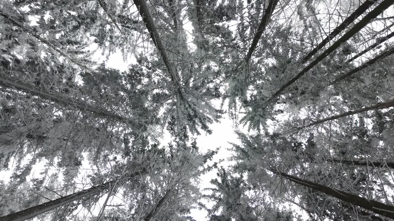 A rotating view looking up into the treetops in the forest. Snow-covered conifers covered in frost, sleeping in winter