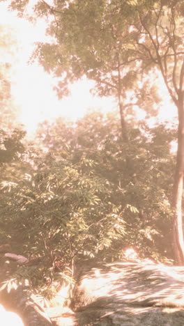 misty forest sunrise