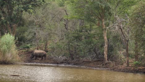 Mother-and-calf-White-Rhinos-walk-along-edge-of-muddy-pond-in-Africa