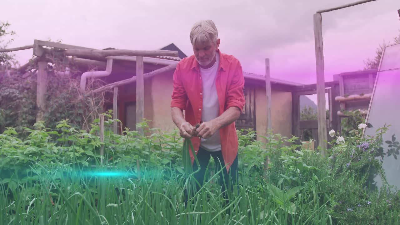 Mature man harvesting green onions in agriculture lab, with animated plant growth chart overlay