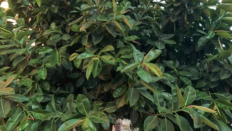 tree obscures view of historic naples building