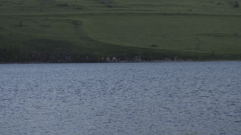 Velvet-Scoter-Ducks-Swimming-On-Tabatskuri-Lake-In