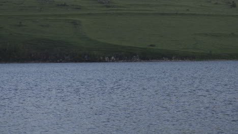 velvet scoter ducks swimming on tabatskuri lake in