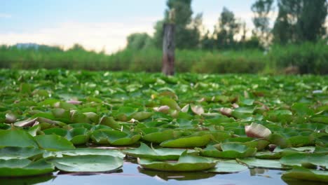 Loto-Verde-En-Aguas-Tranquilas-Del-Lago-Dal-En-Srinagar,-Jammu-Y-Cachemira