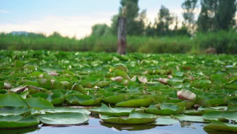 loto verde en aguas tranquilas del lago dal en srinagar, jammu y cachemira