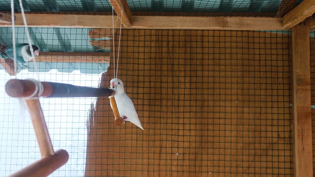 dos pájaros están hablando 4k