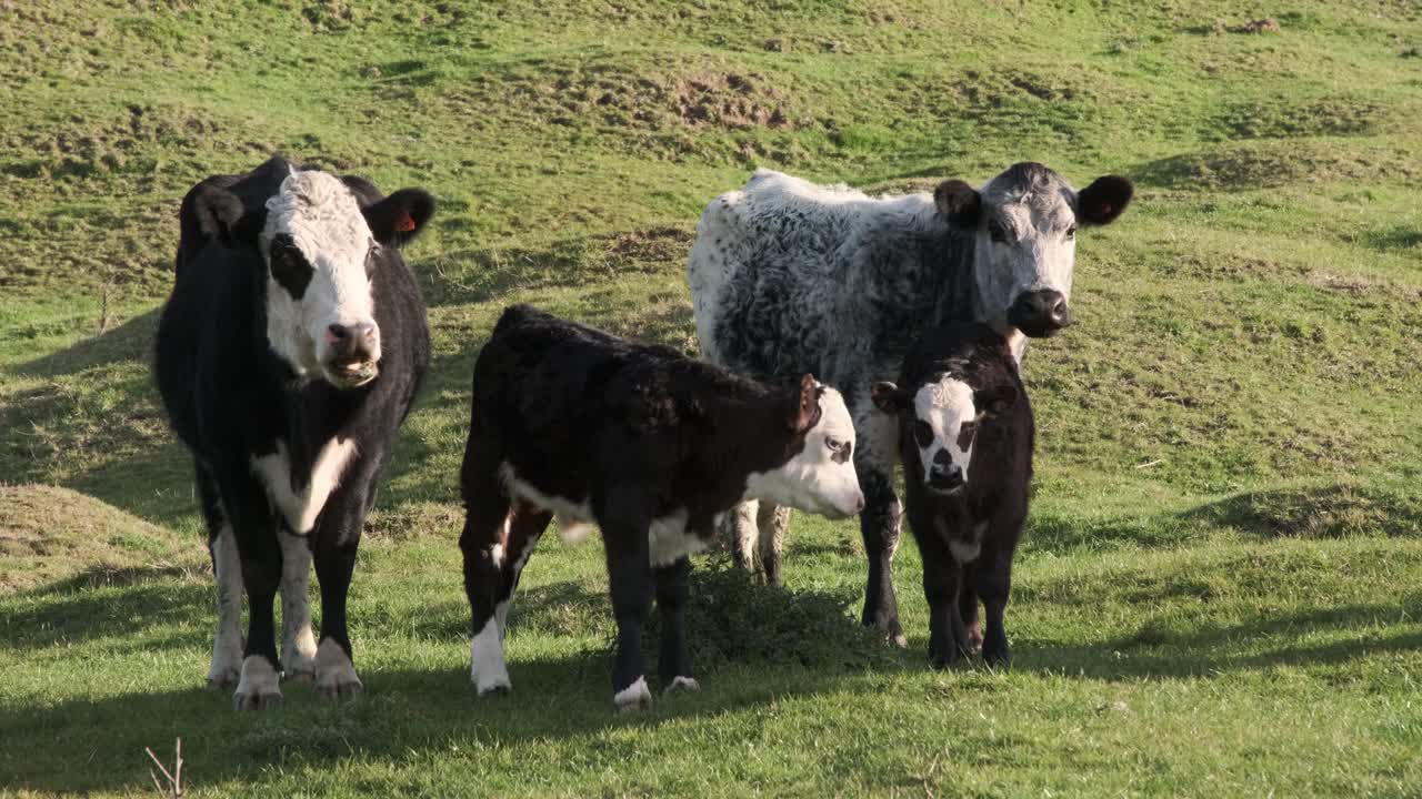 Cattle with two calves feeding in the late afternoon winter sun