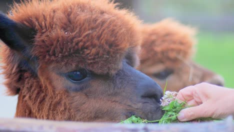 4k: una alpaca comiendo hierba con una mano sosteniendo hierba