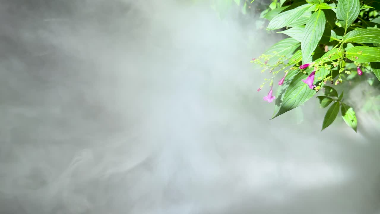 Thick fog or smoke envelops green foliage and pink flowers in bright outdoor daylight