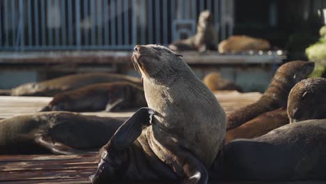 toma en cámara lenta de una colonia de focas de puerto con una rascándose