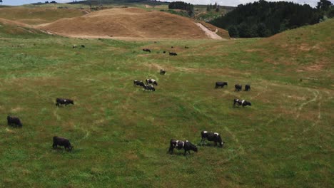 Cows-grazing-on-green-grass-pasture-in-rural-land-of-New-Zealand,-sunny-day