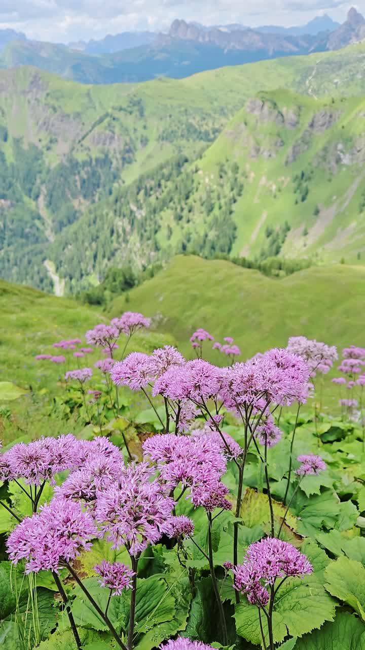 Vivid alpine flowers sway in foreground of vertical hiking view in Dolomites