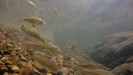 El-Parque-Nacional-Kaeng-Krachan-Es-El-Hogar-De-Muchos-Animales-Salvajes-Fantásticos-Y-Los-Arroyos-Son-Una-Fuente-De-Vida-De-Agua-Dulce-Para-Que-Los-Animales-Beban-Y-Los-Peces-Naden.