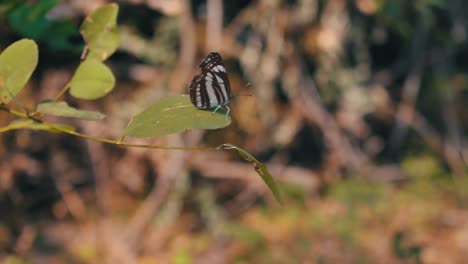 Schmetterling-Auf-Einem-Blatt,-Der-Darum-Kämpft,-Im-Wind-Zu-Bleiben