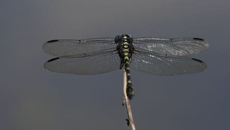 the common flangetail dragonfly is commonly seen in thailand and asia