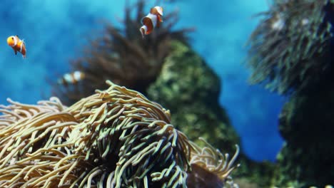 clown fish venturing outside of their home anemone