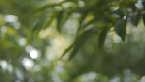 a beautiful side track view of the leaves of a tree with a bokeh background of the other trees at the morning in the forest