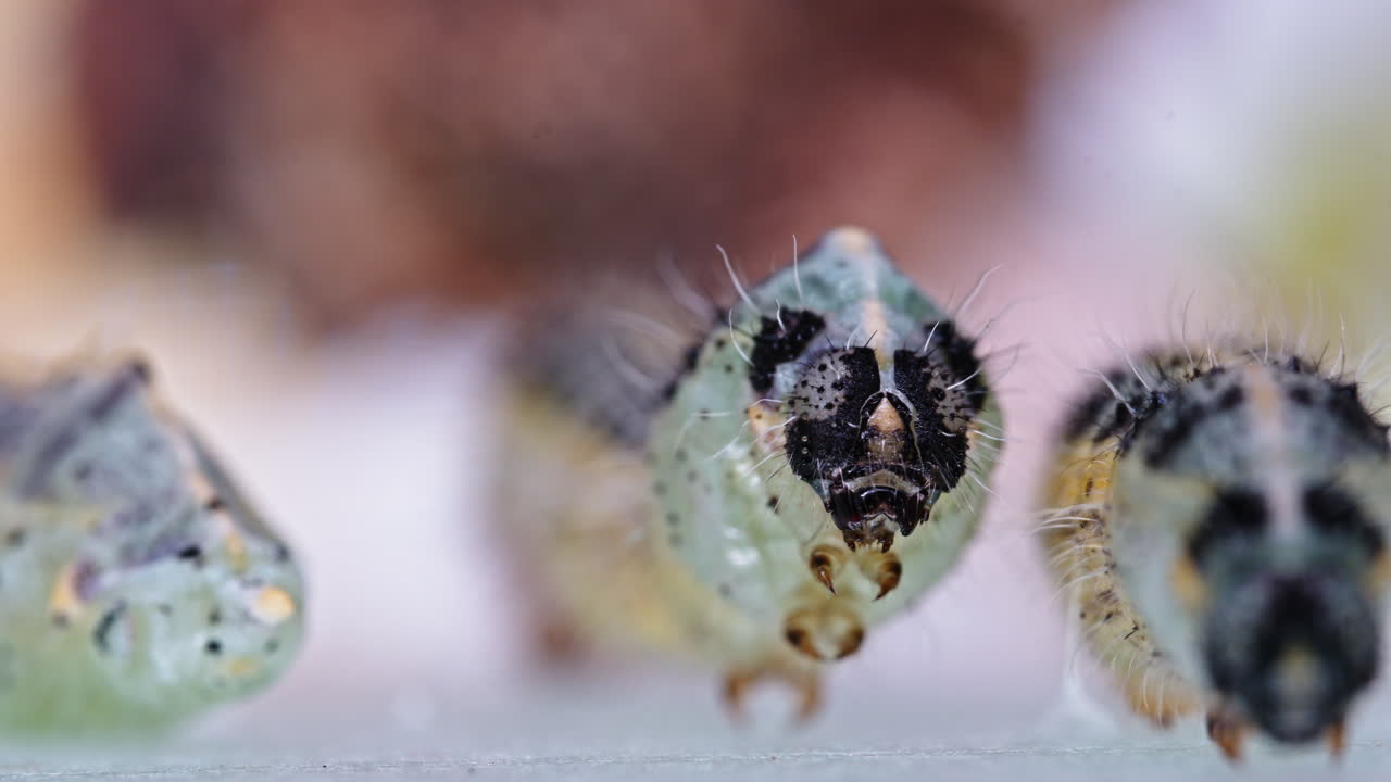 Primo piano di bruchi di Pieris brassicae su una foglia in un ambiente naturale.