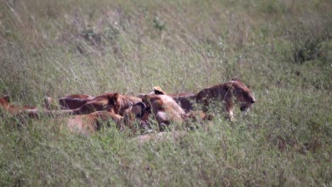 pride of lioness feasting on prey, eating dead buffalo in the grass