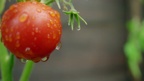 Tomatenpflanze-Enthüllen