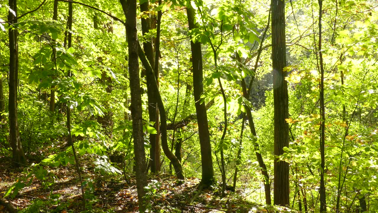 está lloviendo en un día soleado en el bosque tropical