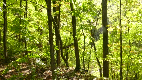 está lloviendo en un día soleado en el bosque tropical