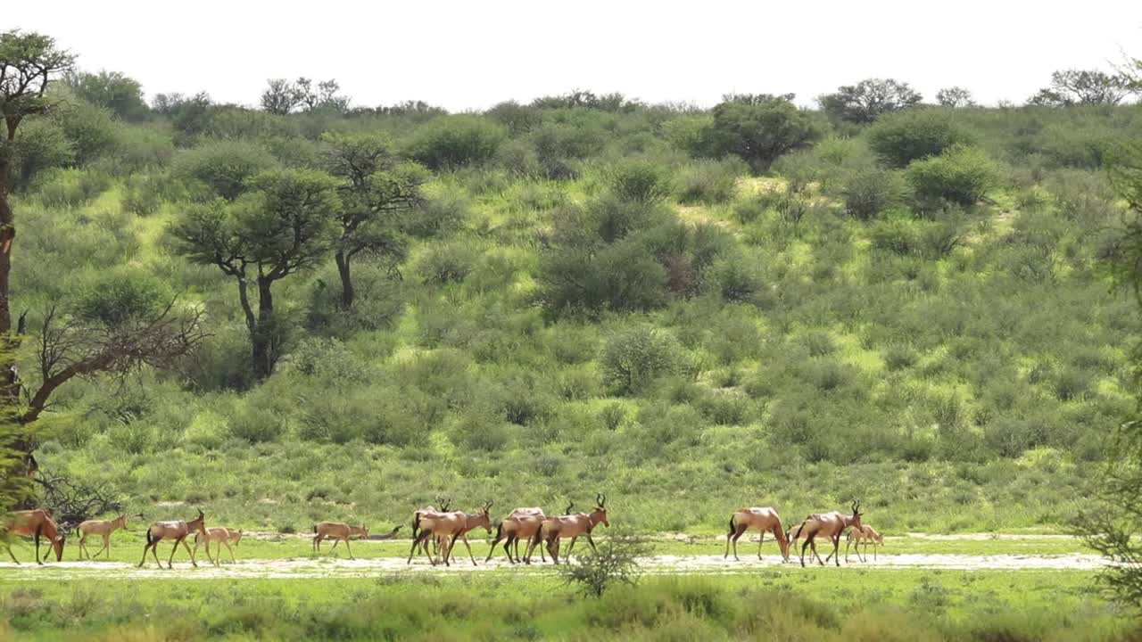 toma extrema de una manada de hartebeest rojo moviéndose a través del marco con una colina verde en el fondo, parque transfronterizo kgalagadi