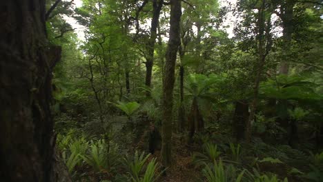 panning across dense woodland