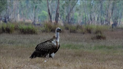 The-Himalayan-Griffon-Vulture-is-Near-Threatened-due-to-toxic-food-source-and-habitat-loss