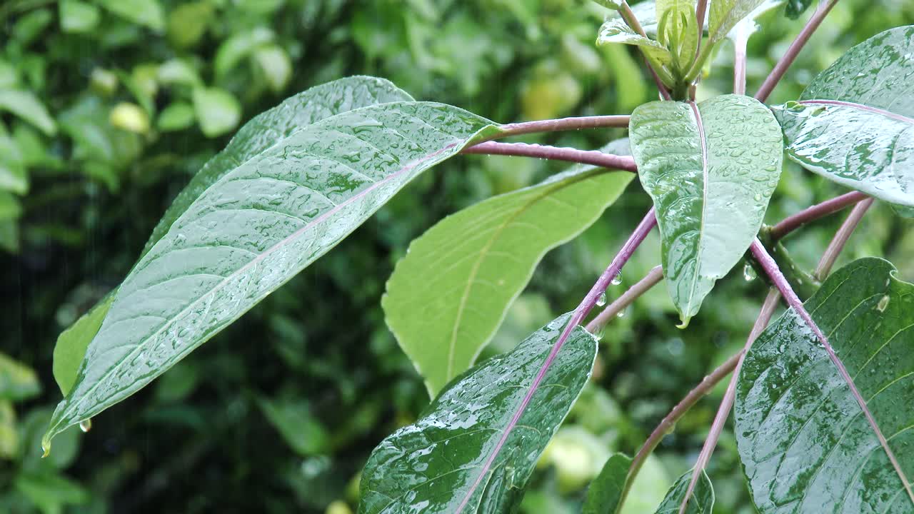 숲의 녹색 잎에 내리는 가벼운 비, 닫고 슬로우 모션
