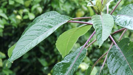 lluvia ligera cayendo sobre hojas verdes en el bosque, cierre y cámara lenta